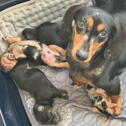 Dachshund Puppies from Little Doxie Farm