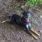 Xoloitzcuintli from Solstice Xolos