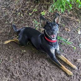 Xoloitzcuintli from Solstice Xolos