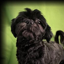Lizzy - Shih Tzu