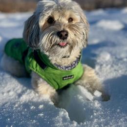 Bernedoodle, Cavapoo, Havanese, and Havapoo Puppies from Lady Paws Puppies - Cassie