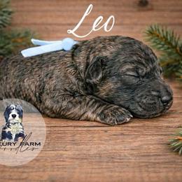 Leo - Wheaten male Whoodle puppy in Knoxville, Tennessee from Fleury Farm Doodles TN