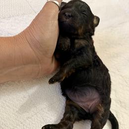 Girl 1 - Black and tan female Cavapoo puppy in Nampa,, Idaho from Clig Doodle Days