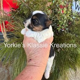 Paisley - Parti female Yorkshire Terrier puppy in Dierks, Arkansas from Yorkie’s Klassie Kreations