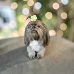 Paris - Shih Tzu
