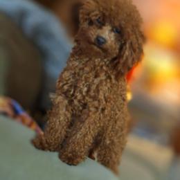 Ozzy - Poodle