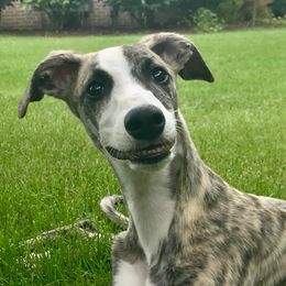Whippets from Belleauwood Whippets