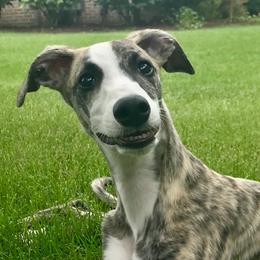 Whippets from Belleauwood Whippets