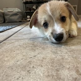 Black - Pembroke Welsh Corgi puppy in Tampa, Florida from Everglade Corgis