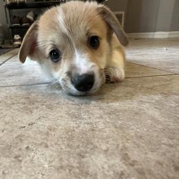Black - Pembroke Welsh Corgi puppy in Tampa, Florida from Everglade Corgis