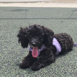 Gracie - Maltipoo