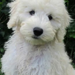Goldendoodle and Poodle All Grown Up from Green Heart Poodles and Doodles