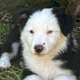Sua - Black and white female Border Collie puppy in Mckinney, Texas from Border Collies of Ruidoso
