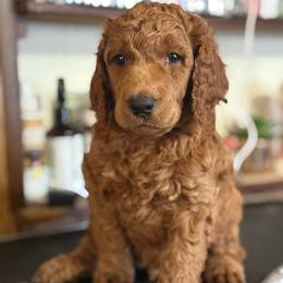 Alaska - Red  male Poodle puppy in Mount Vernon, Illinois from AMC Poodles