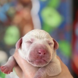 6th pick female - White and liver brown female Dalmatian puppy in Lake Mathews, California from Bully Market