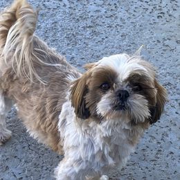 Gray - Shih Tzu