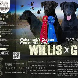 Gin - Labrador Retriever