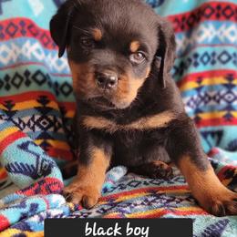 Black boy - Black and mahogany male Rottweiler puppy in Custer County, Oklahoma from Rough Creek Kennels