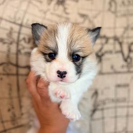 Lou - Fawn female Pembroke Welsh Corgi puppy in Belle Fourche, South Dakota from BellamyHills Corgis