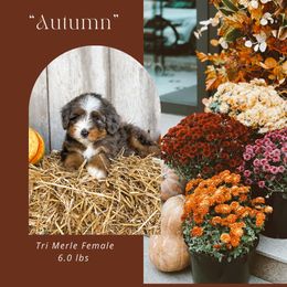 Autumn (Purple Collar) - Blue merle female Bernedoodle puppy in Hudson, Indiana from TurkeyCreek-K9