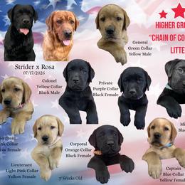 Sergeant Pink - Yellow female Labrador Retriever puppy in Eaton Rapids, Michigan from Higher Ground Labradors