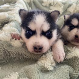 Clover - Black and white female Pomsky puppy in Mannington Township, New Jersey from Little Husky Hutt