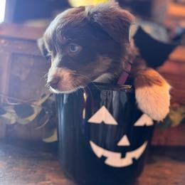 Chianti - Red tri female Miniature Australian Shepherd puppy in Massapequa, New York from All That Auss Mini Aussies