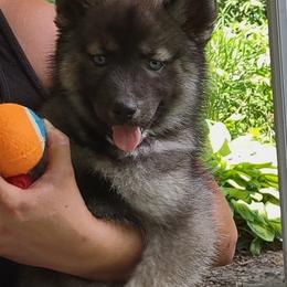 Siberian Husky Puppies from Evereve Kennels