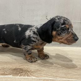 Spot - Dapple female Dachshund puppy in Jurupa Valley, California from Cal Doxies