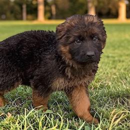 Boy 1 - Black and red male German Shepherd puppy in Vintondale, Pennsylvania from Causey's Critters