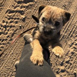 Border Terrier Puppies from Fortune Farms