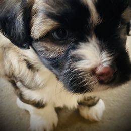 Aussiedoodle and Australian Shepherd Puppies from Sunrise Mountain Aussies