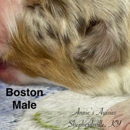 Boston - Red merle male Australian Shepherd puppy in Shepherdsville, Kentucky from Annie's Aussies