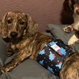 Dachshunds and English Springer Spaniels from Clucking Homestead Springers & Dachshunds