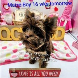 Maize - Chocolate and tan male Yorkshire Terrier puppy in Charlotte, North Carolina from Queen City Yorkies