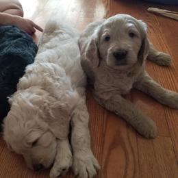 Bernedoodle and Goldendoodle Puppies from Cookies and Cream Doodles