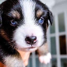 Australian Shepherd Puppies from Caramel Bliss Kennel - East Coast Aussies