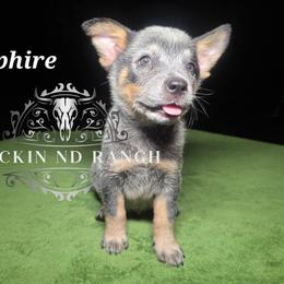 Sapphire - Blue female Australian Cattle Dog puppy in Silsbee, Texas from Rockin ND Ranch