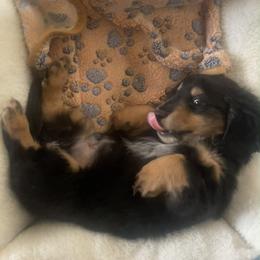 Benny - Black and tan male Dachshund puppy in La Veta, Colorado from Spanish Peaks Longhair Mini Dachshunds