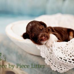 Stitch - Phantom male Goldendoodle puppy in Athens, Alabama from Brewing Doodles