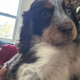 Girl 1 - English Springer Spaniel puppy in Wayland, New York from Hatfield Nation Springer Spaniel