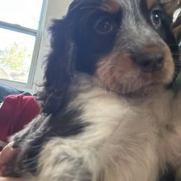 Girl 1 - English Springer Spaniel puppy in Wayland, New York from Hatfield Nation Springer Spaniel