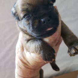 Charlie - Belge male Brussels Griffon puppy in Nc, Florida from Brusseluv2