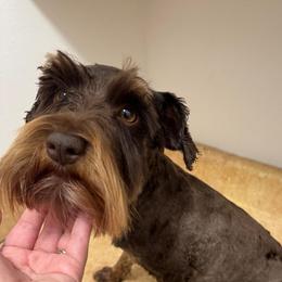 Ruby - Miniature Schnauzer