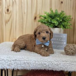 F1B Meet Pippin :) - Red male Cavapoo puppy in Centerville, Iowa from Barnyard Dachshunds, Dals & Doodles