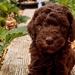 Boy 5 - Bernedoodle puppy in Sandy, Oregon from MC Doodles