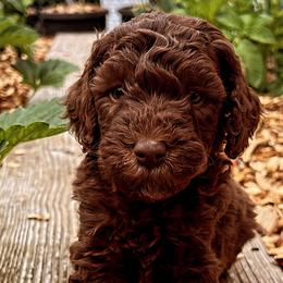 Boy 5 - Bernedoodle puppy in Sandy, Oregon from MC Doodles