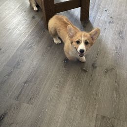 Blossom - Red Pembroke Welsh Corgi puppy in California from Capay Corgis