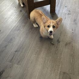 Blossom - Red Pembroke Welsh Corgi puppy in California from Capay Corgis
