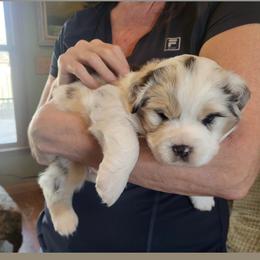 Australian Shepherd Puppies from Lynn Gregory - Blueridge Aussies